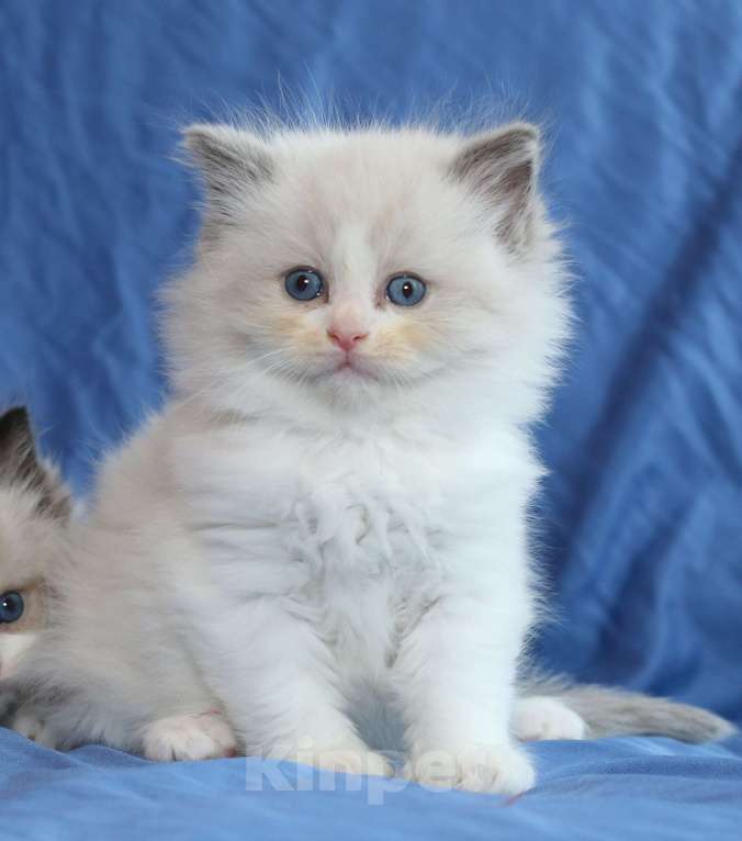 Кошки в Санкт-Петербурге: Рэгдолл Мальчик, 80 000 руб. - фото 1