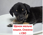 Собаки в Москве: Щенуля меньше кошки. Спасена с СВО, куда дальше? Девочка, Бесплатно - фото 1