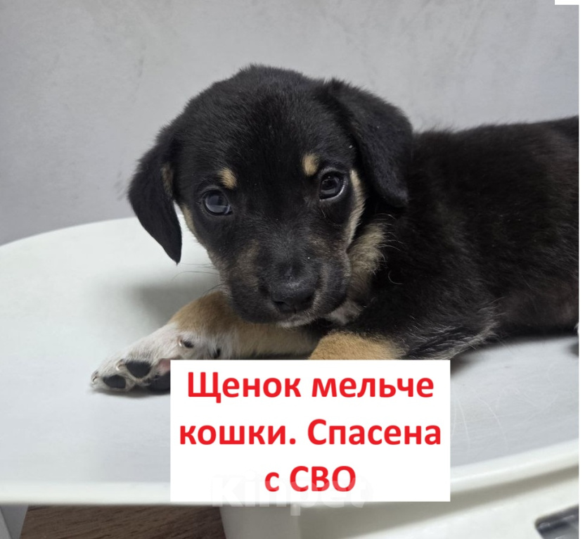 Собаки в Москве: Щенуля меньше кошки. Спасена с СВО, куда дальше? Девочка, Бесплатно - фото 1