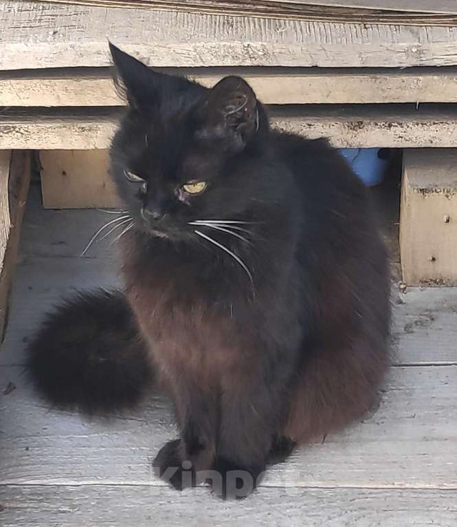 Кошки в Ростове-на-Дону: Помогите найти кошку Девочка, 5 000 руб. - фото 2