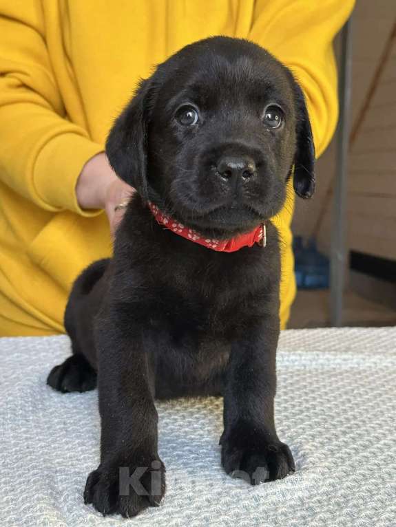 Собаки в других городах Московской области: Лабрадор ретривер Мальчик, 50 000 руб. - фото 4