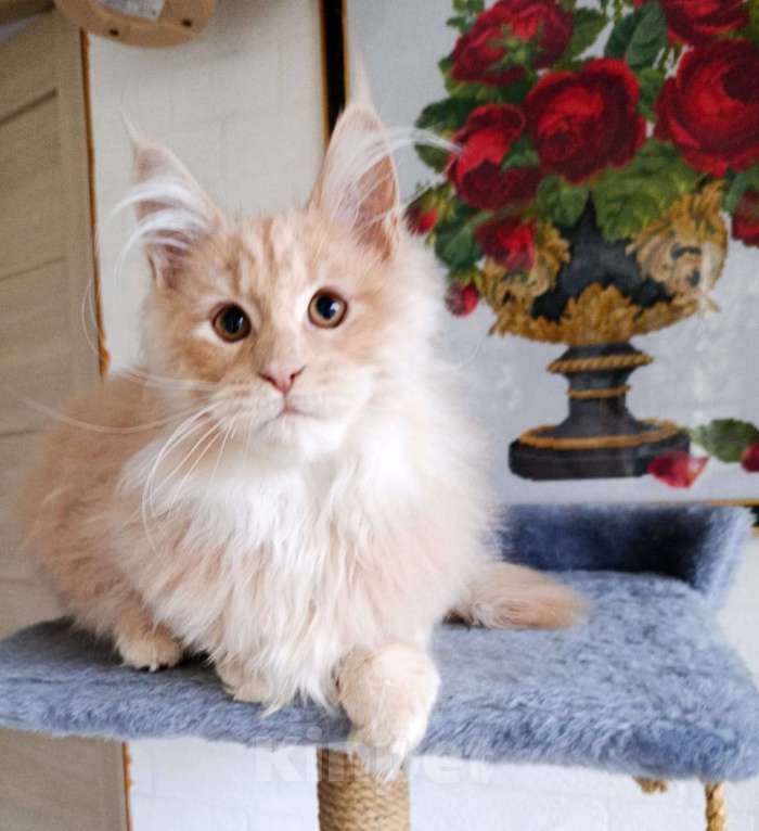 Кошки в Москве: Фавн Мальчик, 65 000 руб. - фото 4