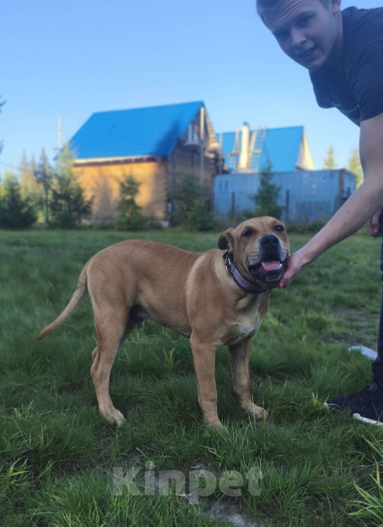 Собаки в Санкт-Петербурге: Щенок Мальчик, 55 000 руб. - фото 2