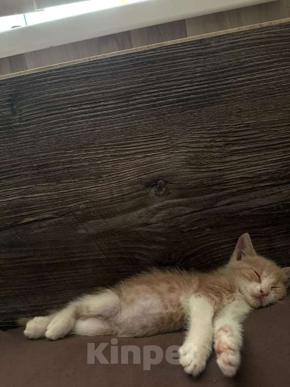 Кошки в Севастополе: отдаём котенка,срочно ищем ему дом Мальчик, Бесплатно - фото 5