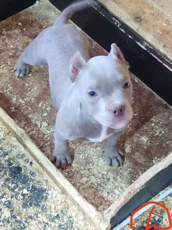 Собаки в Санкт-Петербурге: Красотка девочка, родилась 16.07.25г ищет родителей любимых. Привита, документы АБКС, игривая.  Девочка, 85 000 руб. - фото 2