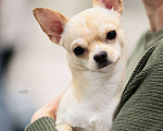 Собаки в Москве: Чихуа кобель короткошерстный  Мальчик, 90 000 руб. - фото 1