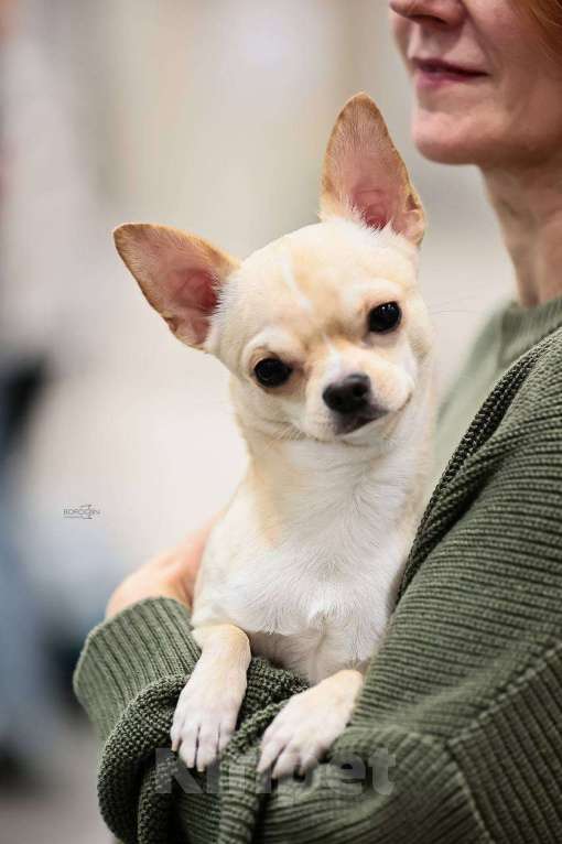 Собаки в Москве: Чихуа кобель короткошерстный  Мальчик, 90 000 руб. - фото 1