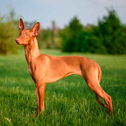 Фараонова собака