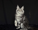 Кошки в Москве: Мейн-кун котенок Мальчик, Бесплатно - фото 1