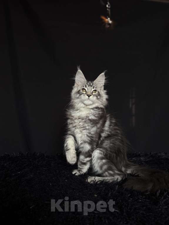 Кошки в Москве: Мейн-кун котенок Мальчик, Бесплатно - фото 1