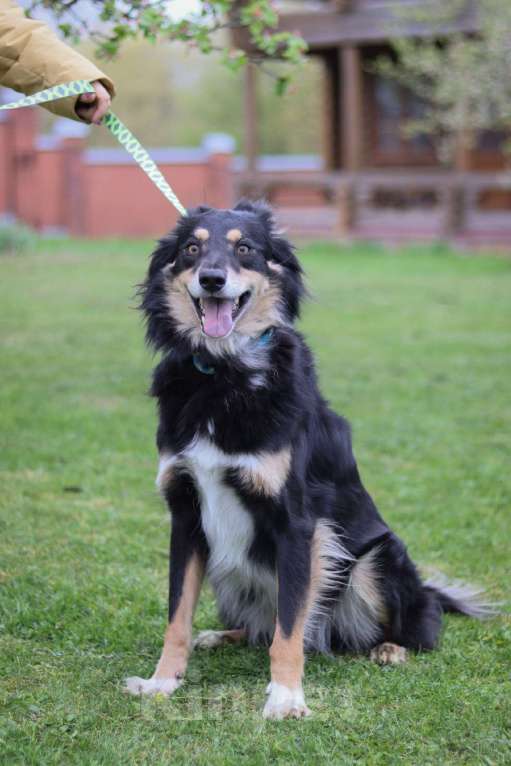 Собаки в Подольске: Сноу нужен дом  Мальчик, Бесплатно - фото 3