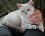 Кошки в Электростали: Шикарный голубглазый котенок Мальчик, Бесплатно - фото 2