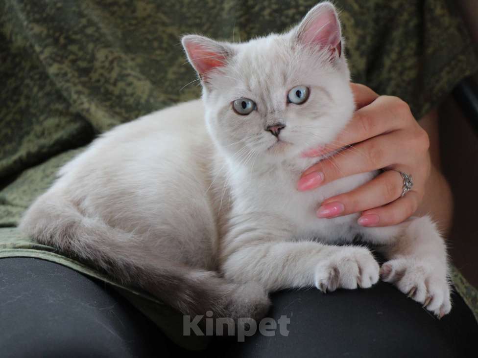Кошки в Электростали: Шикарный голубглазый котенок Мальчик, Бесплатно - фото 2