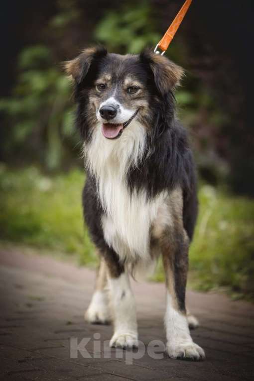 Собаки в Мытищах: Привет. Меня зовут Шарик Мальчик, Бесплатно - фото 10