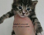 Кошки в Воронеже: Котята Курильского бобтейла, 10 000 руб. - фото 8