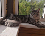 Кошки в Костроме: Мейн-кун вязка, 5 000 руб. - фото 1