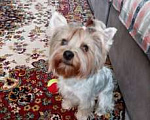 Собаки в Рязани: продам щенка йоркширского терьера Мальчик, 20 000 руб. - фото 2