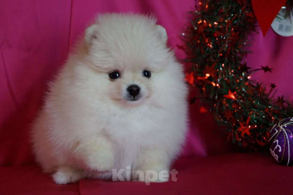 Собаки в Москве: Очаровательная девочка- померанский шпиц Девочка, 30 000 руб. - фото 1