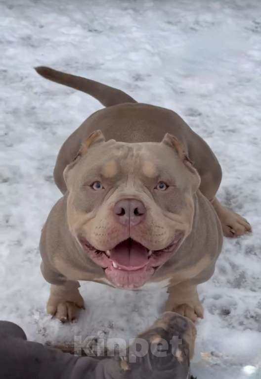 Собаки в Мытищах: Девочка мини Девочка, 140 000 руб. - фото 3