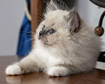 Кошки в Московском: котята рэгдолл Мальчик, Бесплатно - фото 7