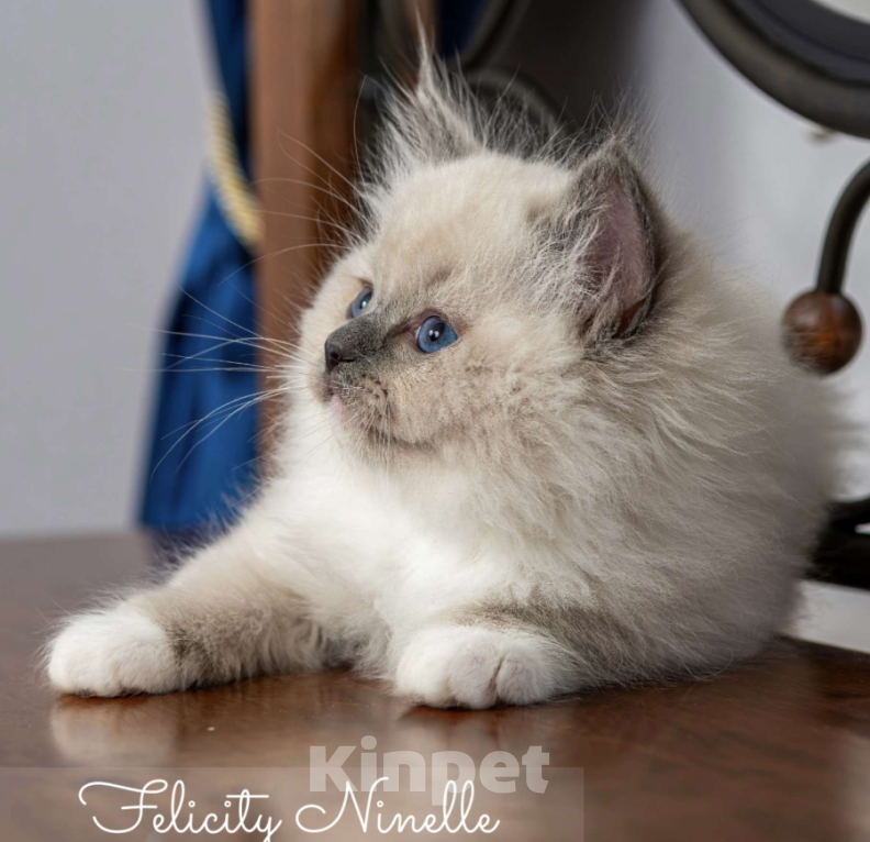 Кошки в Московском: котята рэгдолл Мальчик, Бесплатно - фото 7