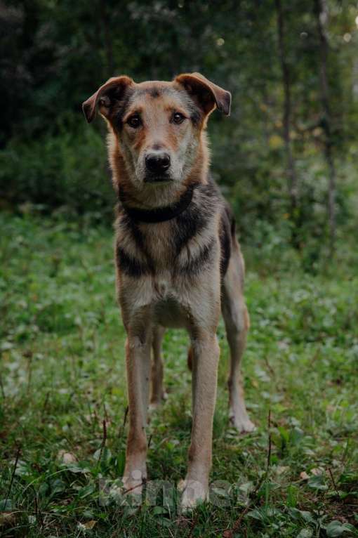 Собаки в Москве: Джой Мальчик, Бесплатно - фото 20