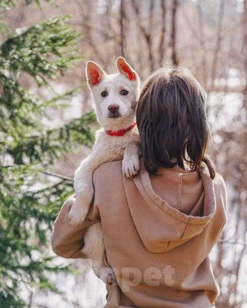 Собаки в Москве: Бесподобный домашний щенок Пилот ищет дом Мальчик, Бесплатно - фото 5