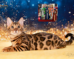 Кошки в Москве: Бенгальский котенок Девочка, 75 000 руб. - фото 1