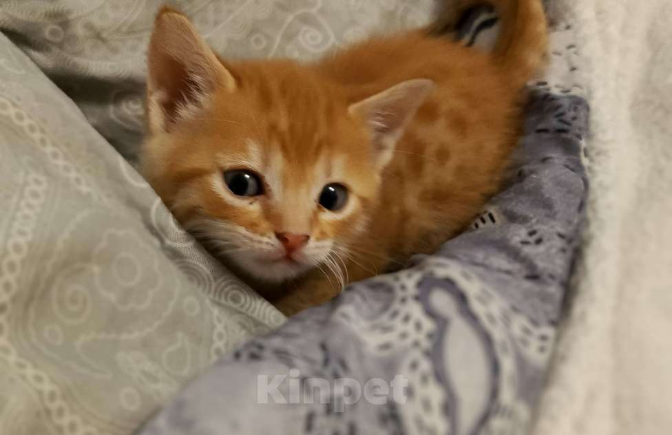 Кошки в Новосибирске: Кошечки и котики Мальчик, Бесплатно - фото 3