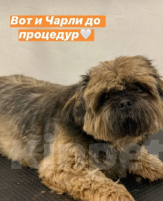 Собаки в Белгороде: Пропала собака Мальчик, 1 руб. - фото 1
