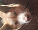 Собаки в Балашихе: Найден кобель сибирской хаски Мальчик, 1 руб. - фото 1