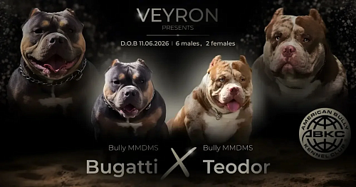 💎 Голубой бриллиант VEYRON | Девочка американского булли Микро