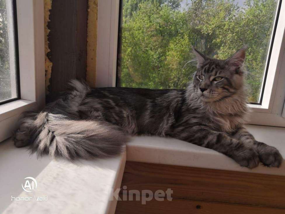 Кошки в Костроме: Мейн-кун вязка, 5 000 руб. - фото 1