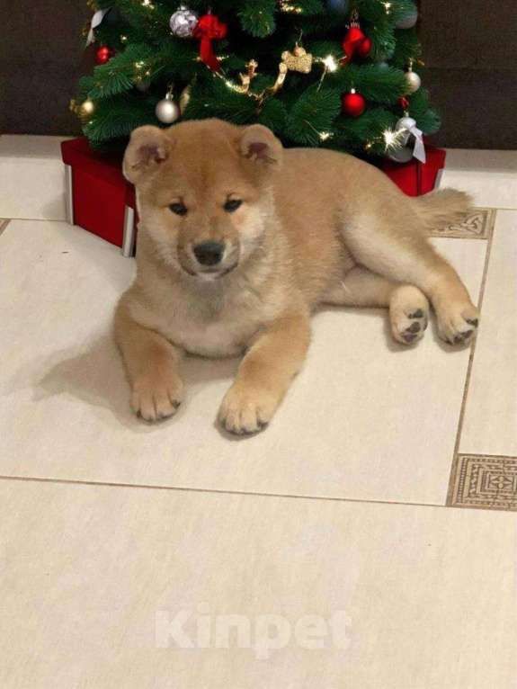 Собаки в Санкт-Петербурге: Продам парня и девочку сиба ину Девочка, 100 000 руб. - фото 6