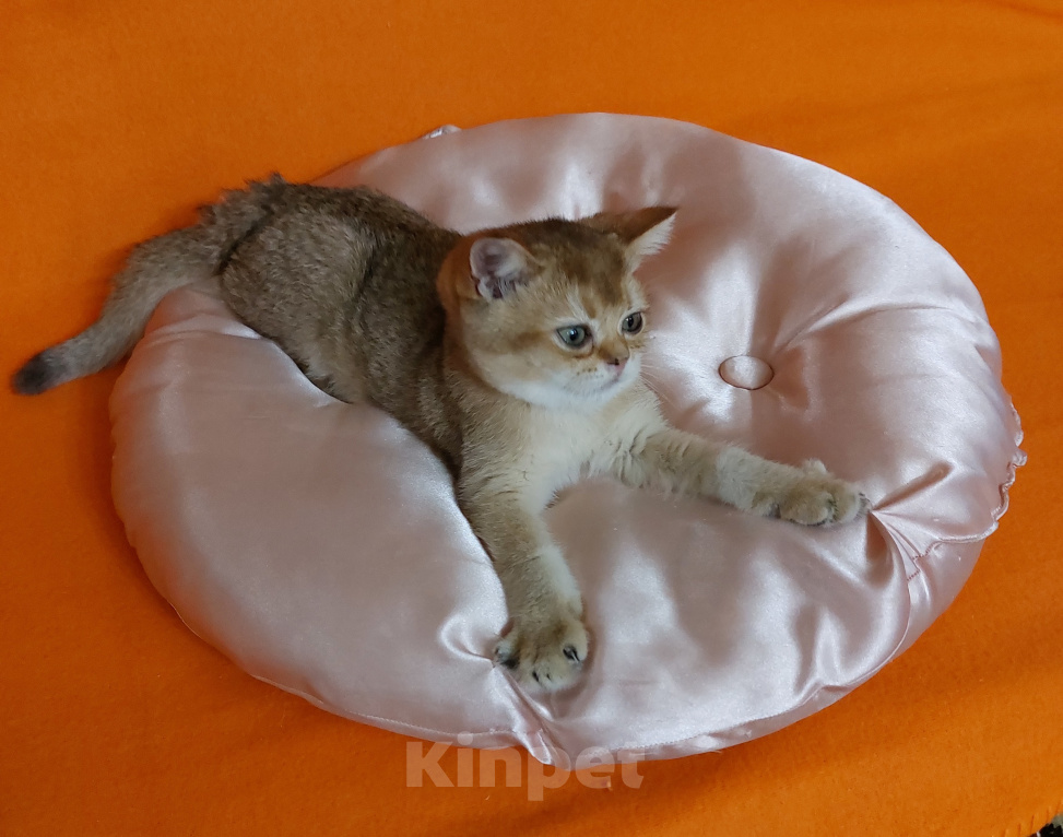 Кошки в Екатеринбурге: Шотландский котик. Мальчик, Бесплатно - фото 7
