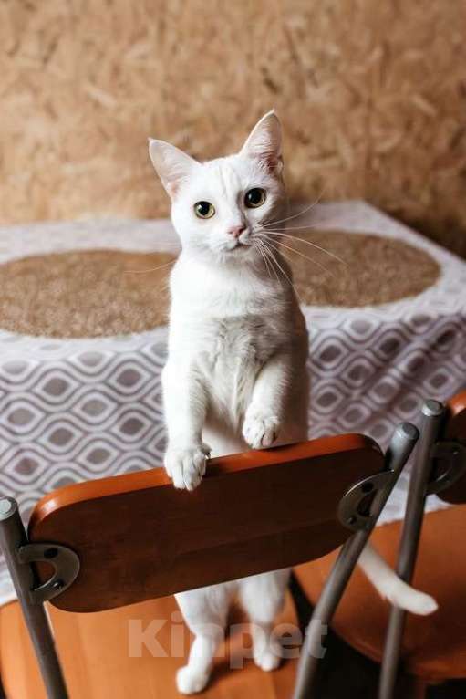 Кошки в Москве: Белая кошечка Коша ищет дом Девочка, 1 руб. - фото 3