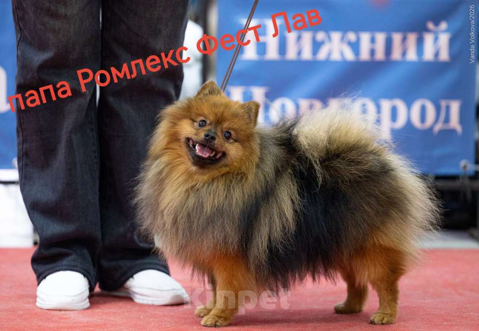 Собаки в Дзержинском: Щенок малого немецкого шпица Мальчик, 37 000 руб. - фото 5