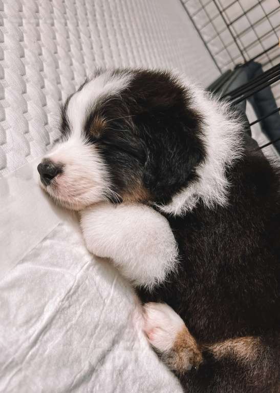 Собаки в других городах Самарской области: Щенок австралийской овчарки (аусси) кобель Мальчик, 80 000 руб. - фото 6