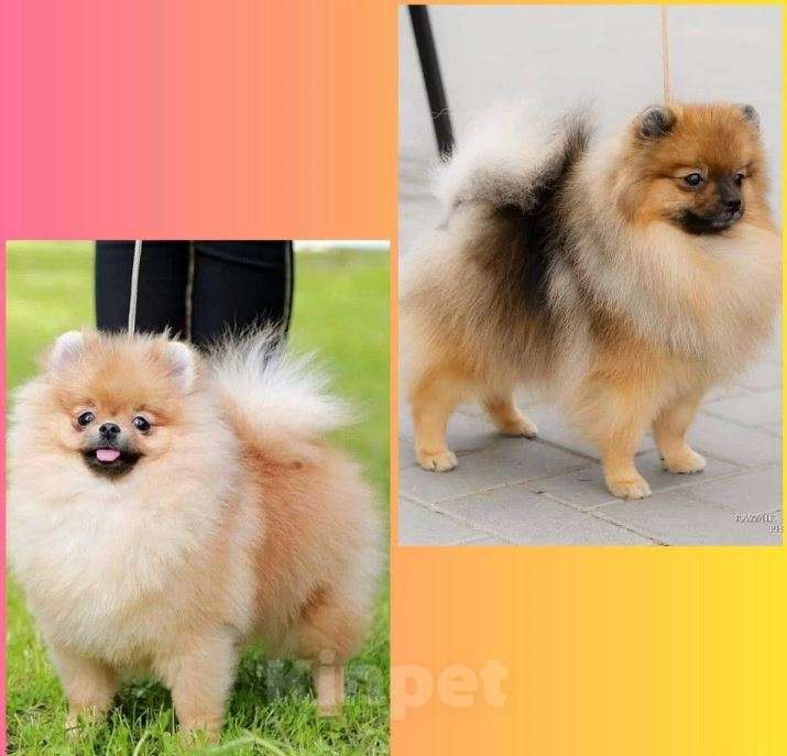 Собаки в Самаре: Детки шпица из питомника Девочка, Бесплатно - фото 4