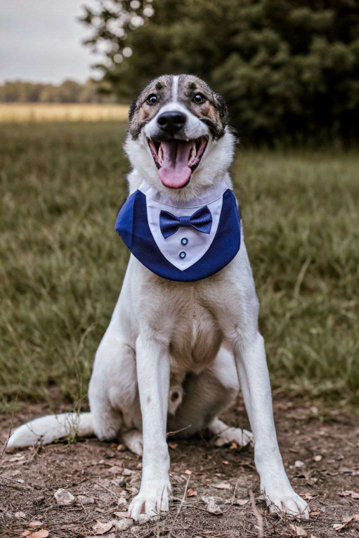 Собаки в Москве: Пес Тиба ищет дом! Мальчик, Бесплатно - фото 1