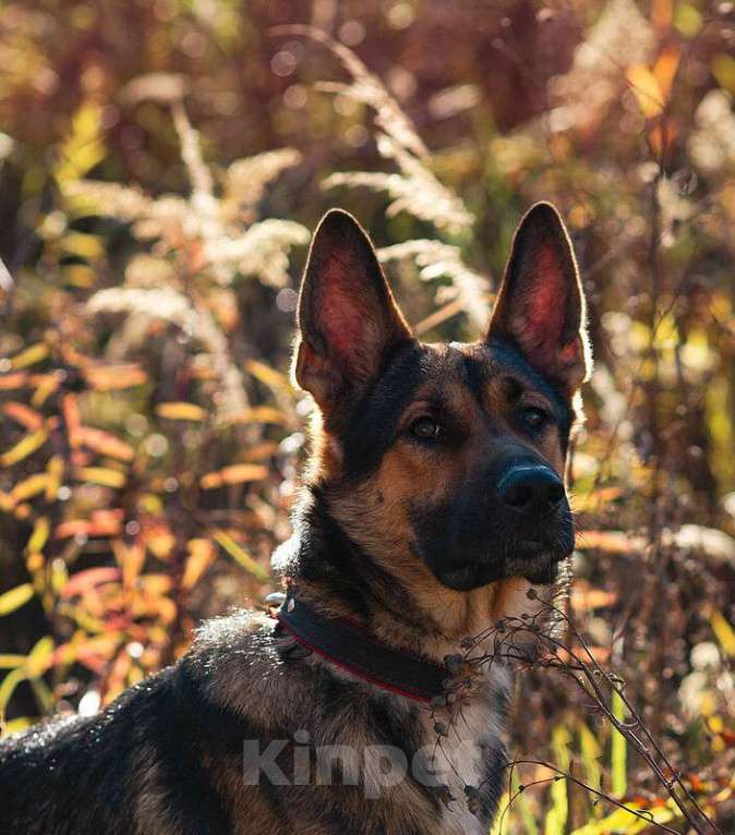 Собаки в Москве: Немецкая овчарка Зевс в добрые руки Мальчик, 1 руб. - фото 8