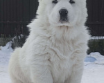 Собаки в Пскове: Среднеазиатская овчарка щенки алабай Мальчик, 80 000 руб. - фото 2