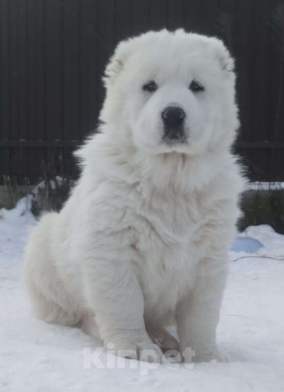 Собаки в Пскове: Среднеазиатская овчарка щенки алабай Мальчик, 80 000 руб. - фото 2