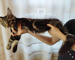 Кошки в Чите: Продается котенок мейнкун Мальчик, 30 000 руб. - фото 8