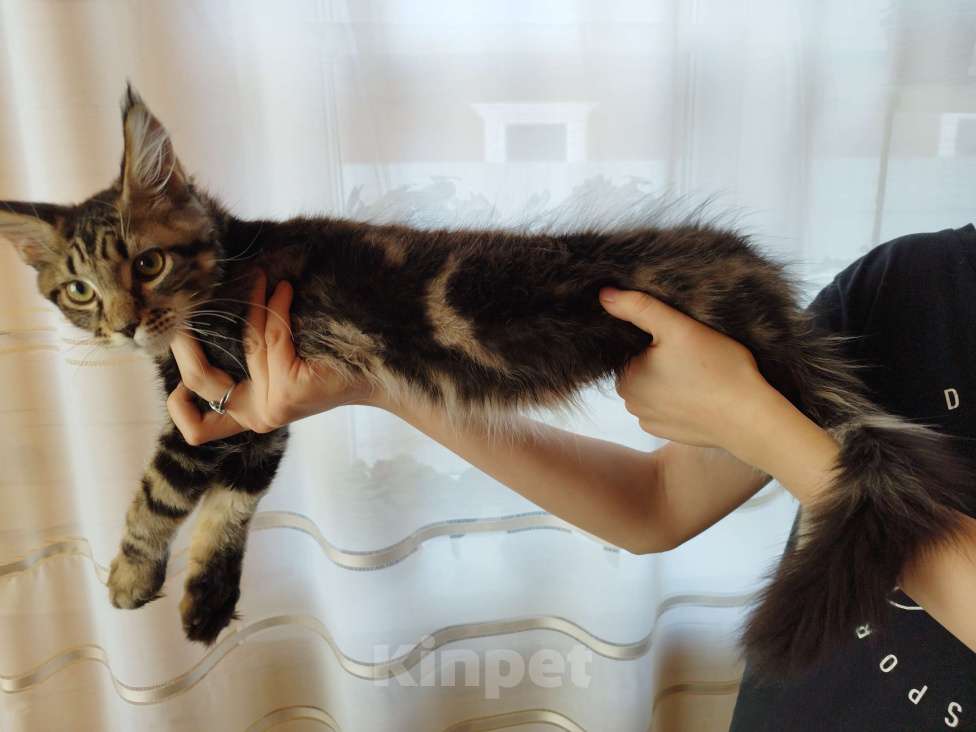 Кошки в Чите: Продается котенок мейнкун Мальчик, 30 000 руб. - фото 8