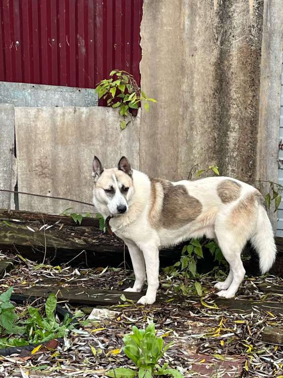 Собаки в Щекино: Пропала собака!!! Мальчик, Бесплатно - фото 1