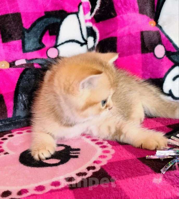 Кошки в Воронеже: Золотая шоколадная шиншилла Мальчик, 35 000 руб. - фото 3