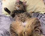 Кошки в Каменске-Уральском: Кот Мальчик, Бесплатно - фото 2