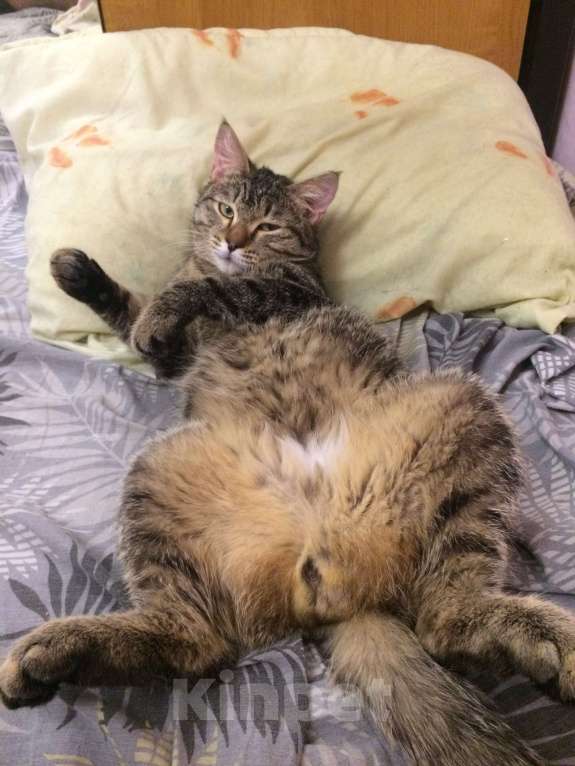 Кошки в Каменске-Уральском: Кот Мальчик, Бесплатно - фото 2