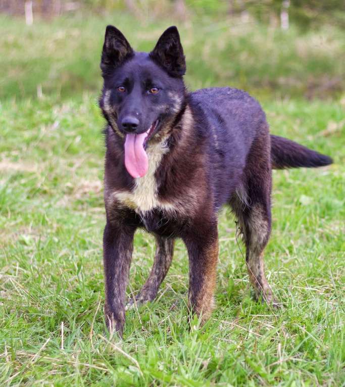 Собаки в Наро-Фоминске: Девочка, щенок, подросток Девочка, Бесплатно - фото 3